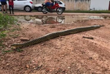 Moradores registraram sucuri-amarela pelas ruas de Cáceres após enchente