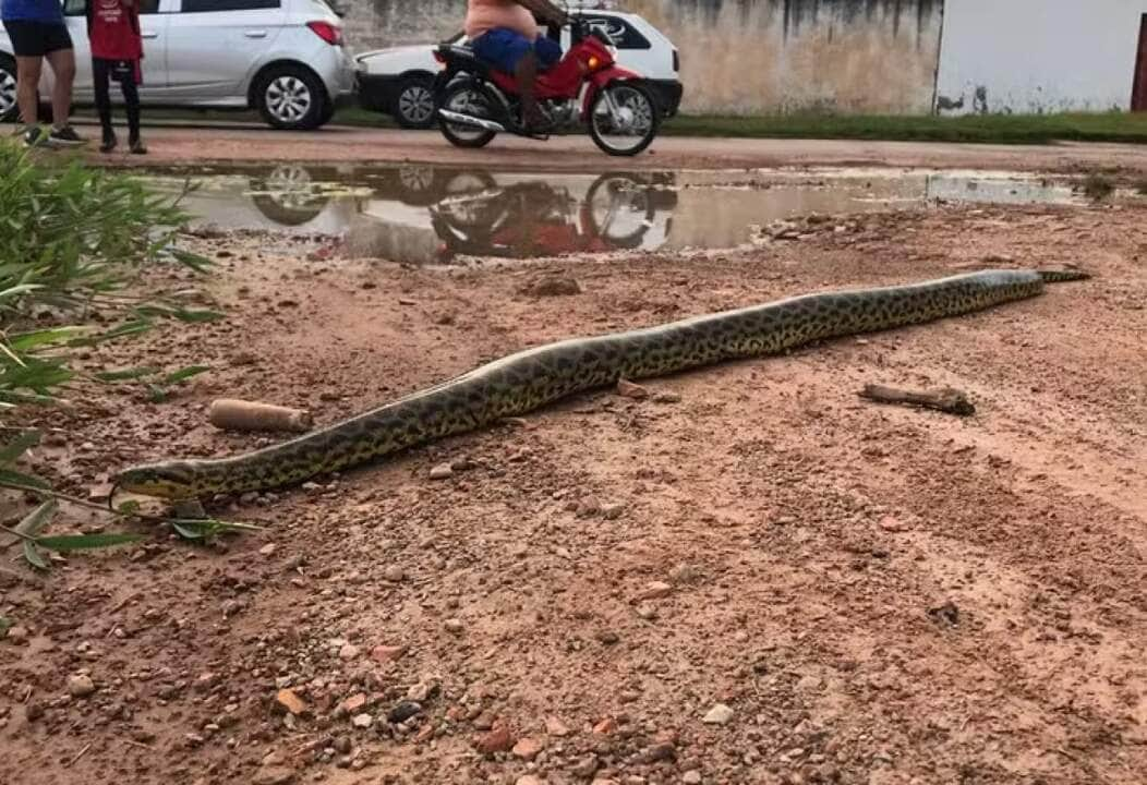 Moradores registraram sucuri-amarela pelas ruas de Cáceres após enchente