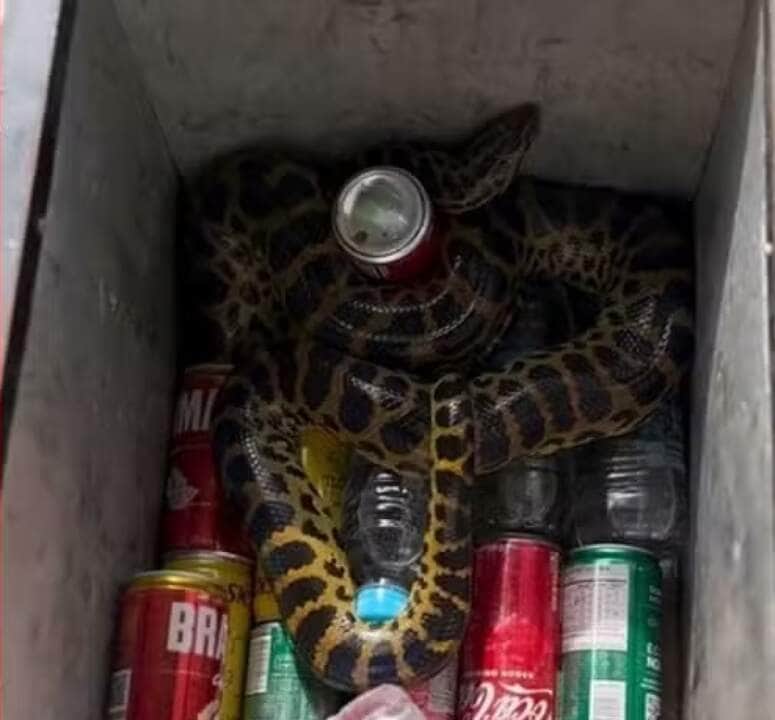 Sucuri-amarela refresca o passeio turístico no Pantanal ao se aconchegar dentro de caixa térmica