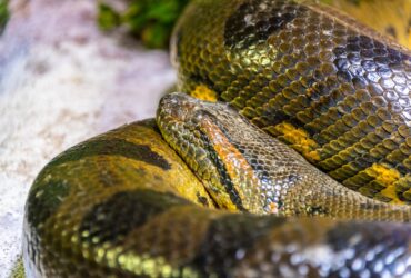 A sucuri é a maior cobra do Brasil. Ela não possui veneno.