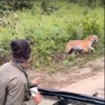 Tigre avança contra carro em safari: Entendendo o comportamento animal e a importância da segurança
