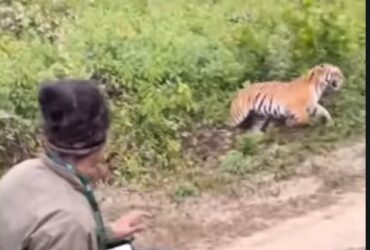 Tigre avança contra carro em safari: Entendendo o comportamento animal e a importância da segurança