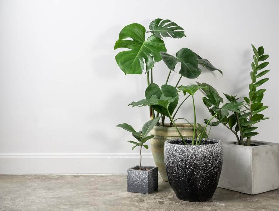 Um toque verde em casa - Fotos do Canva
