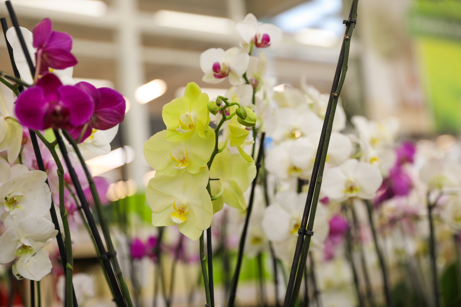 Uma orquídea amarela florescendo em um jardim exuberante. - Fotos do Canva1 (1)