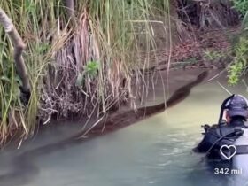 Fotógrafo registra momento impressionante da cobra deslizando pelas águas cristalinas do rio Formosa em Bonito, Mato Grosso do Sul
