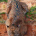 A hora da onça beber água: um ritual de vida no Pantanal