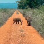 Onças-pintadas cruzam estrada de chão no Pantanal e encantam internautas