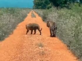 Onças-pintadas cruzam estrada de chão no Pantanal e encantam internautas