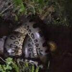 Sucuri captura presa em brejo e surpreende grupo durante a noite