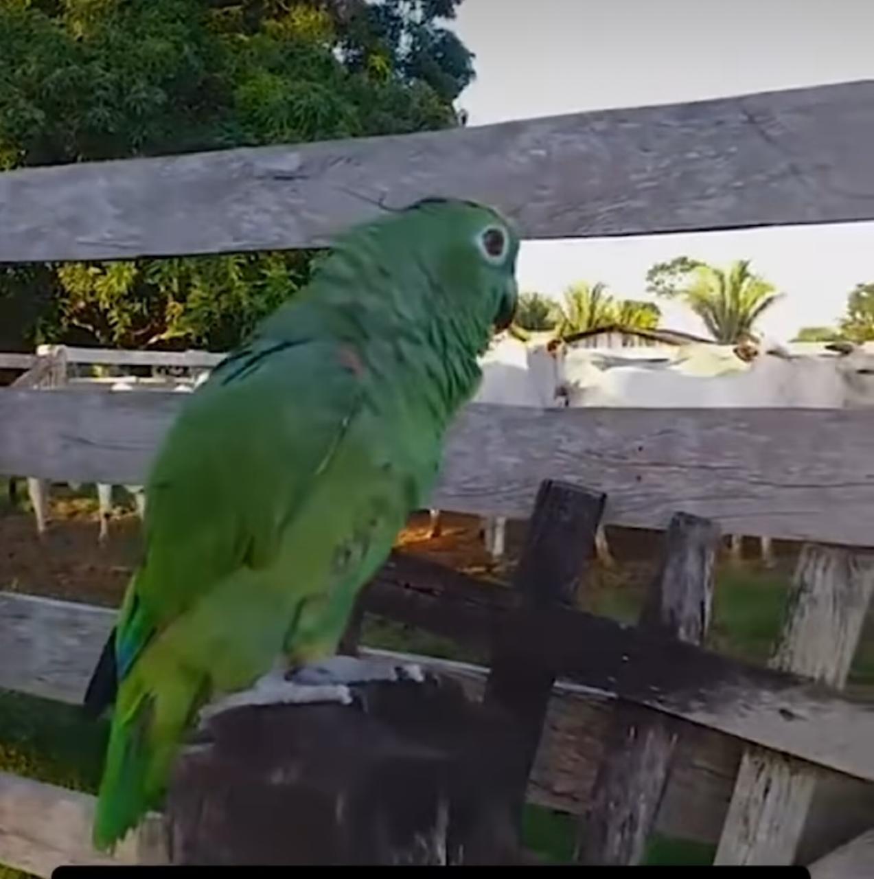 Momento encantador registrado em vídeo viralizado nas redes sociais mostra a inteligência e a versatilidade dos papagaios