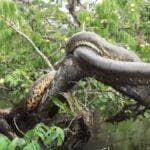 Turistas se deparam com sucuri gigante no Pantanal e registram momento único.