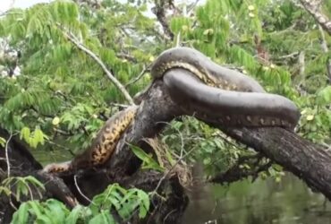 Turistas se deparam com sucuri gigante no Pantanal e registram momento único.