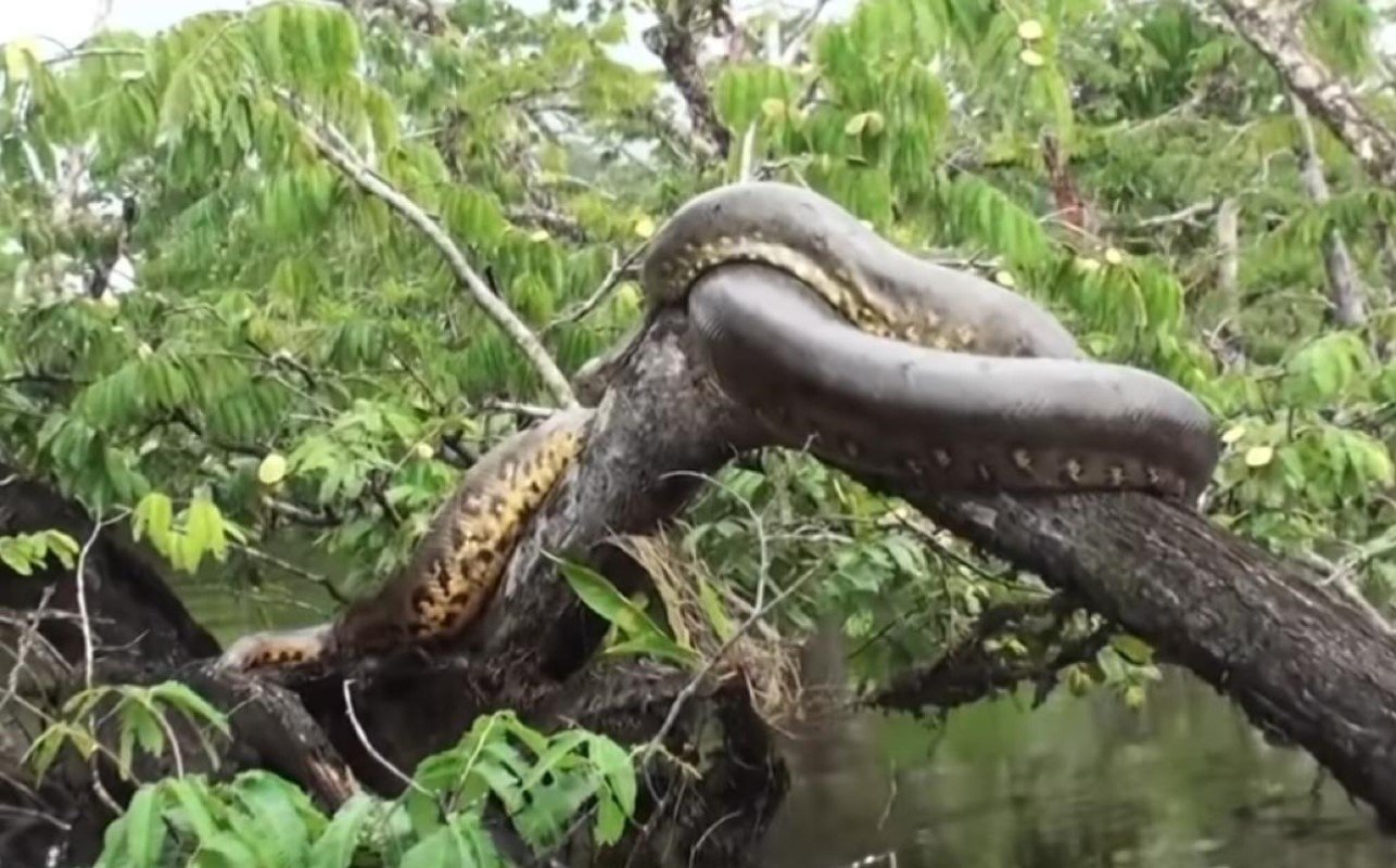Turistas se deparam com sucuri gigante no Pantanal e registram momento único.