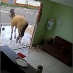 Equino confundiu reflexo com outro animal e quebrou porta de vidro, gerando prejuízo para a proprietária do local