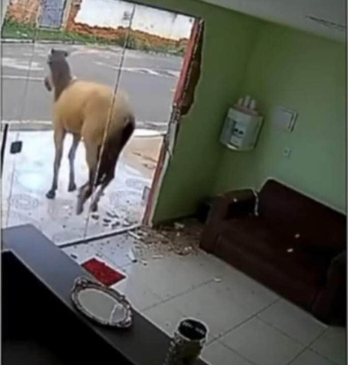 Equino confundiu reflexo com outro animal e quebrou porta de vidro, gerando prejuízo para a proprietária do local