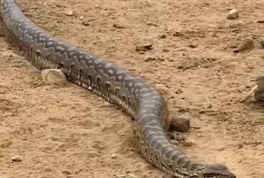 Sucuri majestosa: vídeo captura cobra gigante em Movimento sinuoso