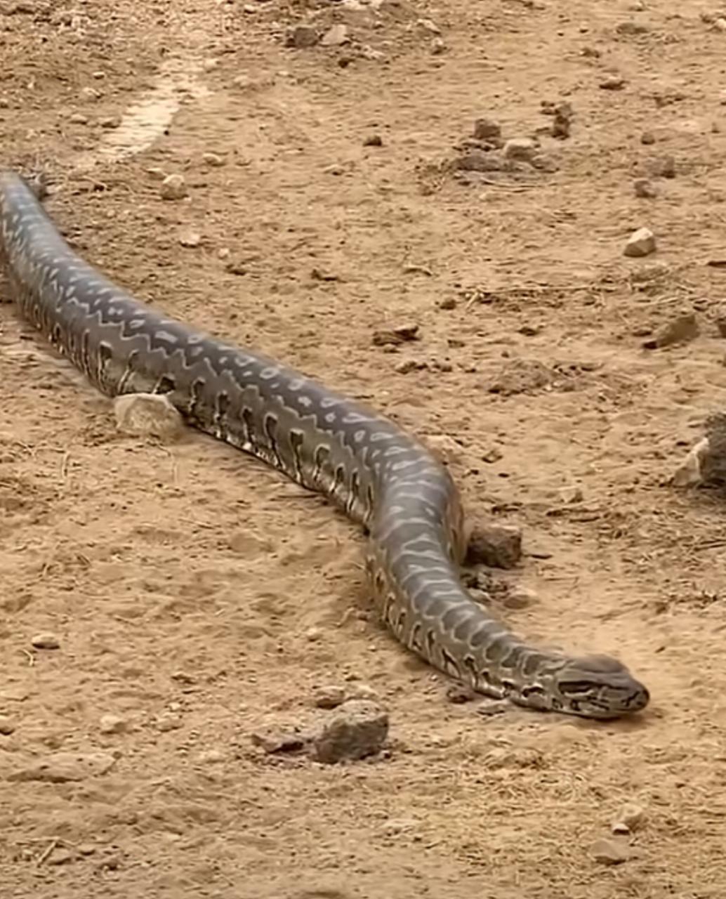 Sucuri majestosa: vídeo captura cobra gigante em Movimento sinuoso