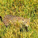 Uma onça-pintada, majestosa em suas cores vibrantes, foi flagrada em um tranquilo passeio pela exuberante vegetação do Pantanal Mato-grossense.