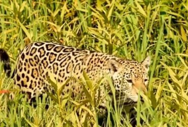 Uma onça-pintada, majestosa em suas cores vibrantes, foi flagrada em um tranquilo passeio pela exuberante vegetação do Pantanal Mato-grossense.
