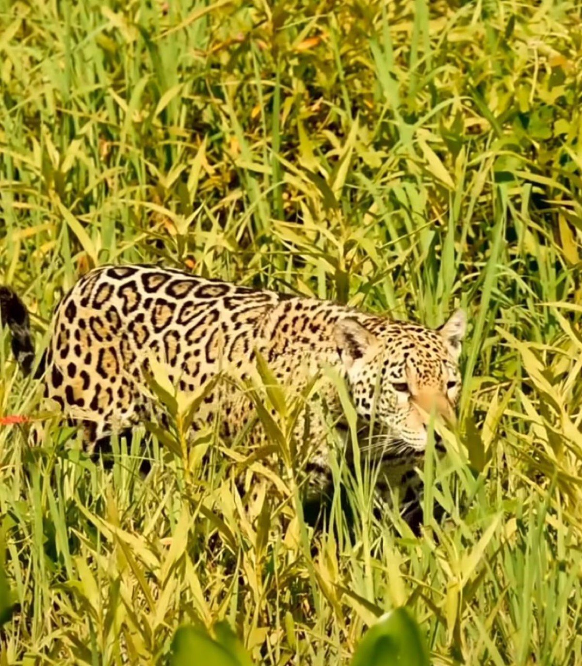 Uma onça-pintada, majestosa em suas cores vibrantes, foi flagrada em um tranquilo passeio pela exuberante vegetação do Pantanal Mato-grossense.