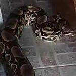 Jiboia vs Cachorrinho: Resgate Dramático no Horto Florestal do Rio de Janeiro