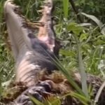 Onça-pintada vs Jacaré: Duelo épico de titãs no Pantanal