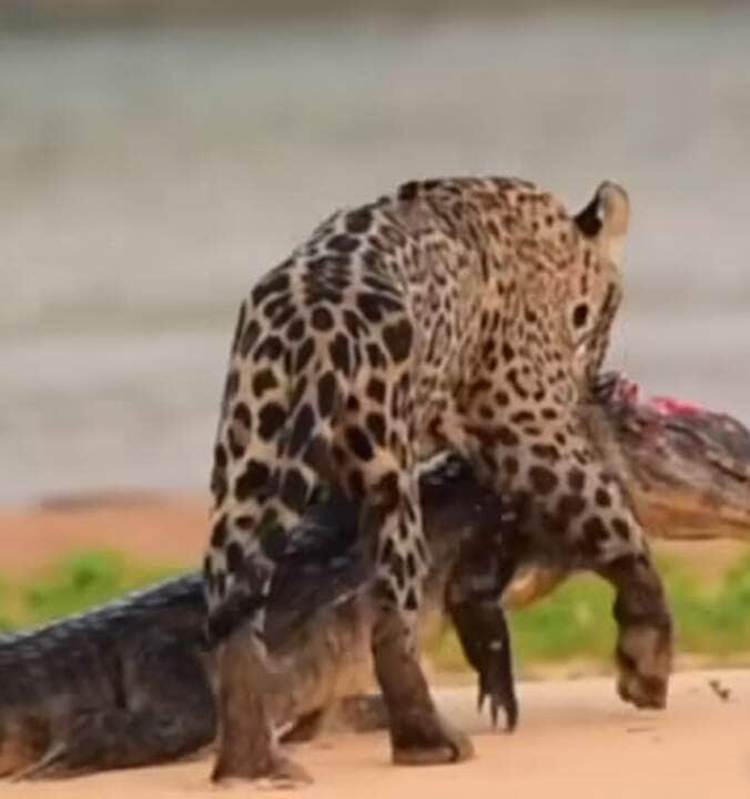 A imagem da onça-pintada com o jacaré é um símbolo da força da natureza e da importância da preservação ambiental.