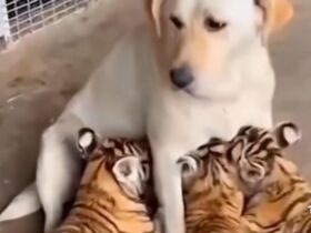 Cadela amamenta filhotes de tigre: amor materno transcende espécies