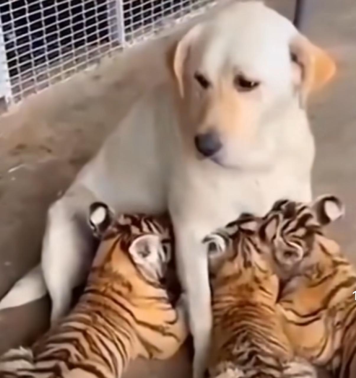 Cadela amamenta filhotes de tigre: amor materno transcende espécies