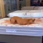Gangue do Caramelo Invade Loja de Colchões: Alegria Canina Causa Prejuízo e Diversão