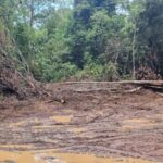 Polícia Civil desmantela quadrilha envolvida em extração ilegal de madeira em Nova Maringá