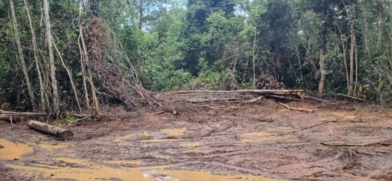 Polícia Civil desmantela quadrilha envolvida em extração ilegal de madeira em Nova Maringá