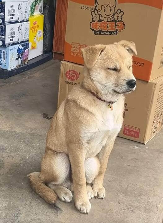 Cachorrinho luta contra o sono na porta de comércio: cena hilária viraliza.