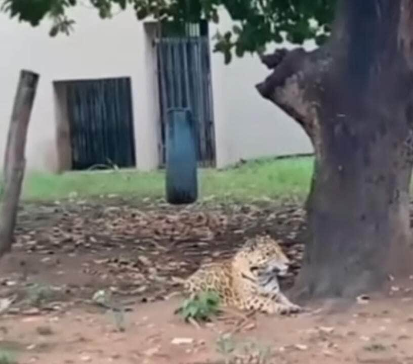 Onça-pintada Desperta Curiosidade ao Ser Encontrada Descansando em Sítio: Mistério Envolve Final da História