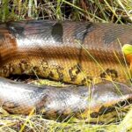 A majestade da cobra sucuri: a vida fascinante da anaconda na natureza