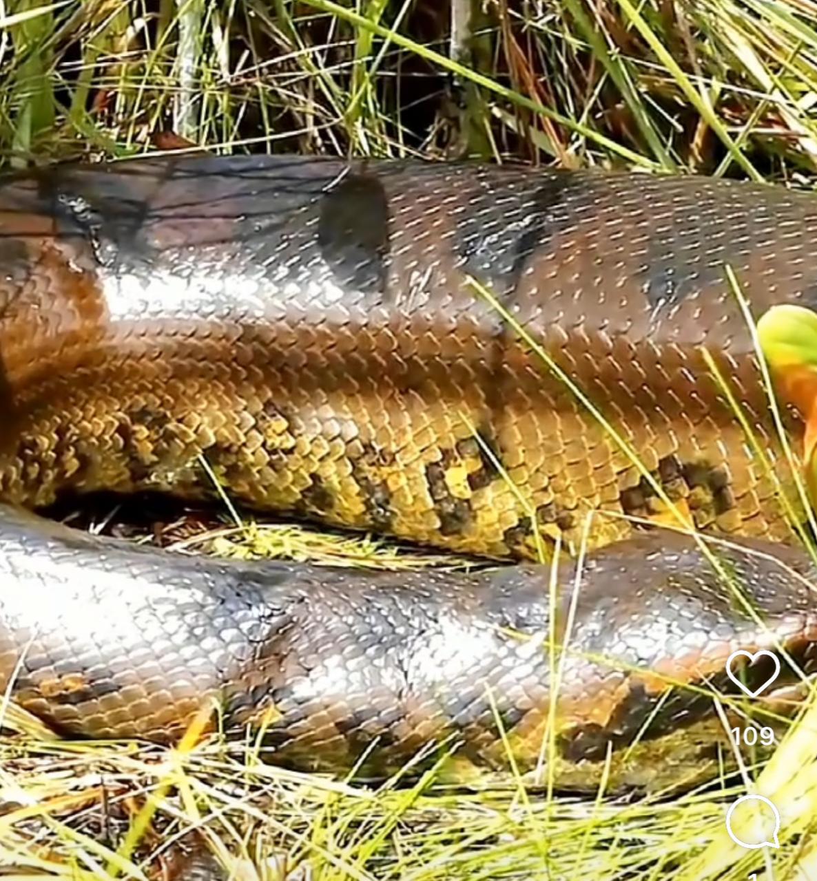 A majestade da cobra sucuri: a vida fascinante da anaconda na natureza