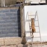 Dupla Canina Escapista: Cachorros Usam Escada para Fugir de Casa e Partir em Aventura