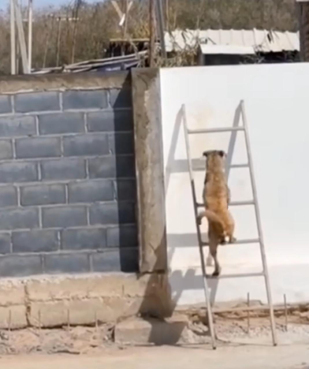 Dupla Canina Escapista: Cachorros Usam Escada para Fugir de Casa e Partir em Aventura