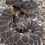 A cobra cascavel desvenda seus segredos: uma Jornada fascinante pelo mundo da serpente mais temida