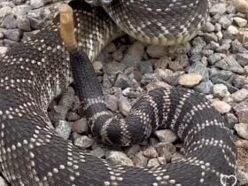 A cobra cascavel desvenda seus segredos: uma Jornada fascinante pelo mundo da serpente mais temida