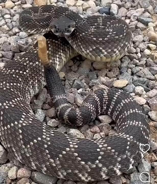 A cobra cascavel desvenda seus segredos: uma Jornada fascinante pelo mundo da serpente mais temida