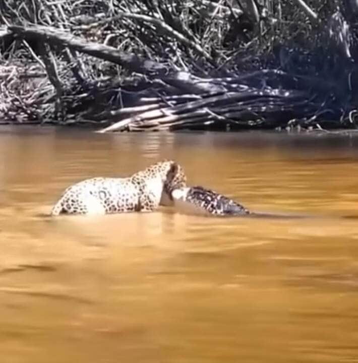 Jacaré surpreende onça-pintada em vídeo épico que diverte as redes sociais