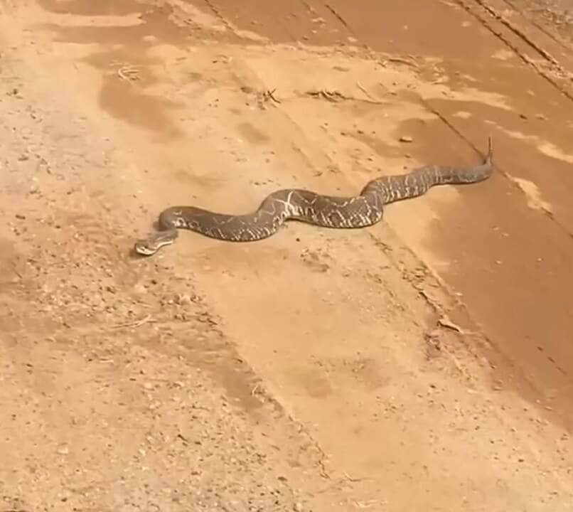 Cascavel gigante navega por estrada de chão em Minas Gerais