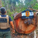 Operação Pitangueira da Polícia Civil desmantela ponto de extração ilegal de madeira em Querência