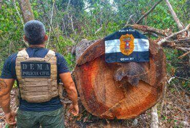 Operação Pitangueira da Polícia Civil desmantela ponto de extração ilegal de madeira em Querência