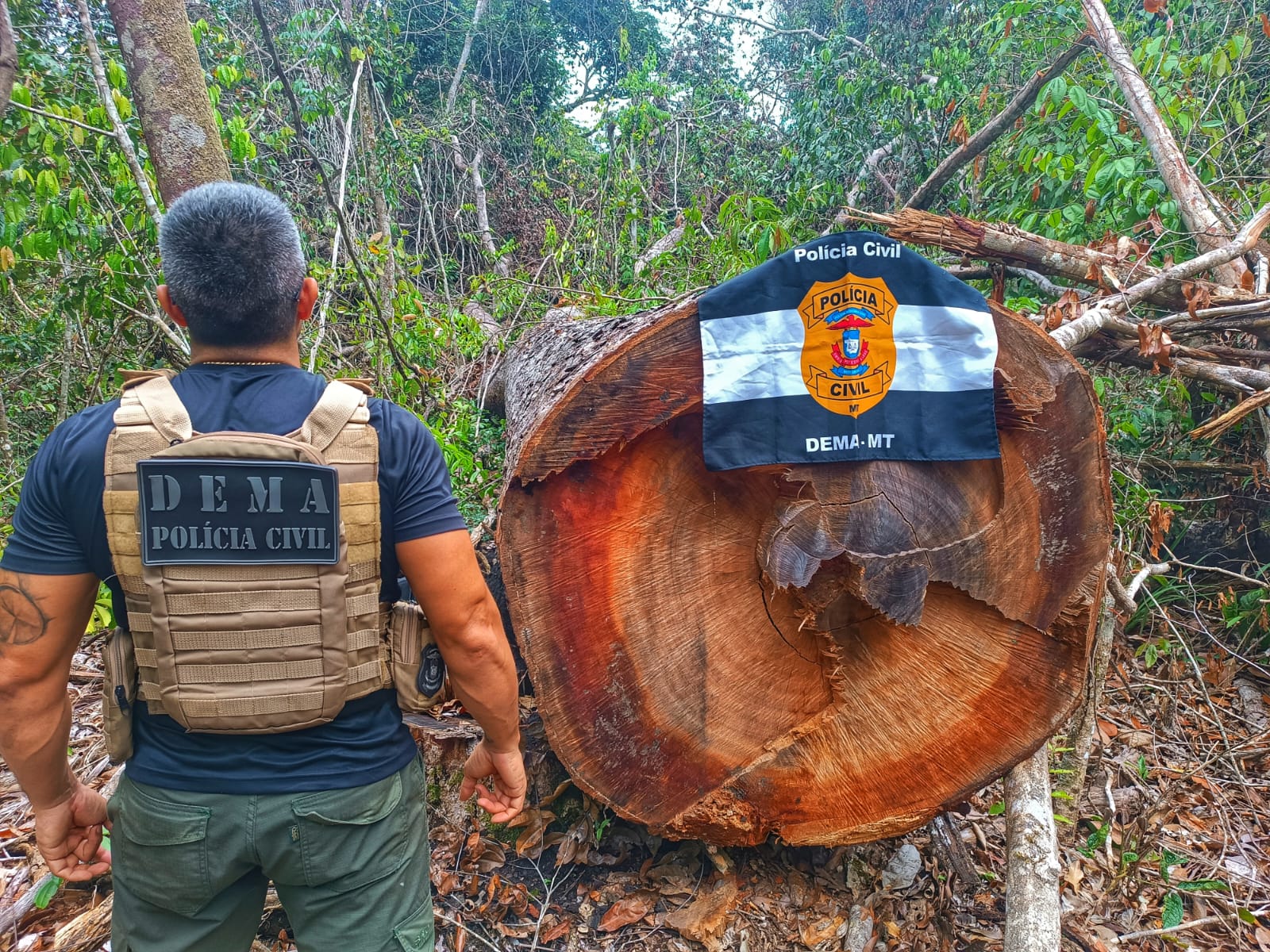 Operação Pitangueira da Polícia Civil desmantela ponto de extração ilegal de madeira em Querência