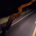 Jiboia viajante: motorista ganha companhia reptiliana nas rodovias de Mato Grosso