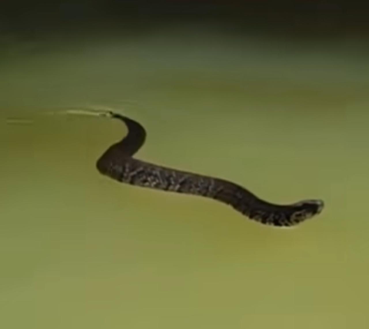 Cobra Misteriosa Faz Coreografia Própria ao Lado de Caiaque