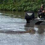 Onça-pintada encanta ao atravessar rio em Mato Grosso