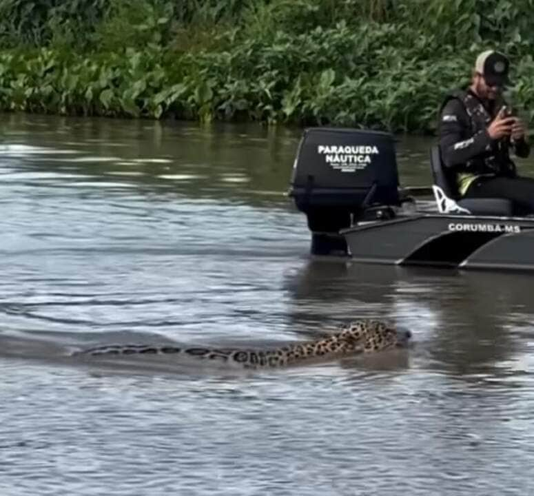 Onça-pintada encanta ao atravessar rio em Mato Grosso